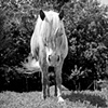 Lacey, Resident of Grateful Acres
Farm Animal Sanctuary