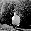 Sadie, Resident of Safe Haven Farm Sanctuary