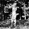 Christopher, Resident of Catskill Animal Sanctuary