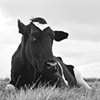 Norman, Resident of Poplar
Spring Sanctuary