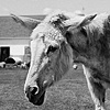 Jack, Resident of Grateful Acres
Farm Animal Sanctuary