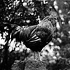 Rhubarb, Resident of United 
Poultry Concerns