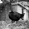 Kaola, Resident of United
Poultry Concerns