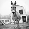 Dee Dee, Resident of Star 
Gazing Farm