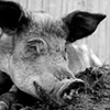 Maryjane, Resident of Grateful Acres
Farm Animal Sanctuary