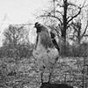 Santo, Resident of SASHA Farm