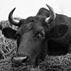 Bullwinkle, Resident of Star
Gazing Farm