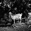 Faith's Mom, Resident of Kindred Spirits Farm Animal Sanctuary