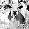 Ain't Cho, Resident of Kindred Spirits 
Farm Animal Sanctuary
