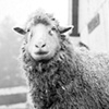 Huckleberry, Resident of Star
Gazing Farm