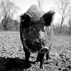 Herman, Resident of SASHA Farm