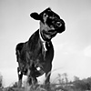 Penelope, Resident of Farm Sanctuary
