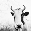 Rocky, Resident of Star
Gazing Farms