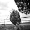Charles, Resident of Poplar Springs
Animal Sanctuary