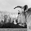 Heidi, Resident of Poplar Spring
Animal Sanctuary