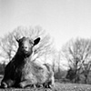 Harley, Resident of SASHA Farm