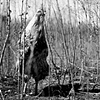 Drew, Resident of SASHA Farm
