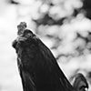 Russell, Resident of Poplar 
Springs Animal Sanctuary