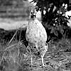 Roscoe, Resident of Kindred Spirits
Farm Animal Sanctuary