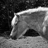Monkey, Resident of Grateful Acres 
Farm Animal Sanctuary