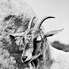 Clover, Resident of Woodstock Farm Animal Sanctuary