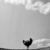 Unnamed Rooster, Resident of Grateful 
Acres Farm Animal Sanctuary