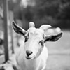 Duncan, Resident of Safe Haven Farm Sanctuary