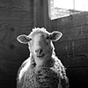 Mata Hari, Resident of SASHA farm
