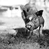 Thomas, Resident of Kindred
Spirits Sanctuary