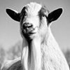 Goatis, Resident of SASHA Farm