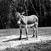 Levi, Resident of Grateful Acres 
Farm Animal Sanctuary