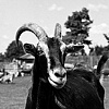 Doc, Resident of Grateful Acres Farm
Animal Sanctuary