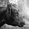 Betty, Resident of Kindred 
Spirits Sanctuary