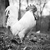 Hermie, Resident of Poplar Spring 
Animal Sanctuary