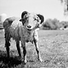 Aries, Resident of Catskill Animal Sanctuary