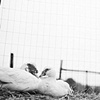 Mickey and Jo, Residents of Woodstock Farm Animal Sanctuary