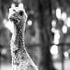 Mrs.Lovett, Resident of Kindred 
Spirits Animal Sanctuary