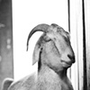 Little Boy, Resident of Star Gazing Farm