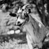 Lilly, Resident of Catskill Animal Sanctuary