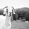 Little Jay, Resident of Woodstock Farm Animal Sanctuary