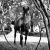 Jessie, Resident of Kindred Spirits Farm Animal Sanctuary