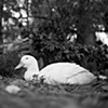 Terrain, Resident of United 
Poultry Concerns