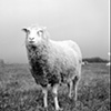 Hickory, Resident of Poplar Springs
Animal Sanctuary