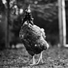 Roberta, Resident of United Poultry Concerns