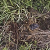 Meteorite