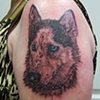 Siberian Husky portrait