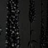 A Collection of Various Botanical Forms (detail)