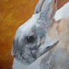 Pet Bunny