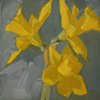 Dancing Daffodils