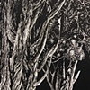 Untitled Print, 3
